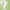 Green Tea Face Wash with Salicylic Acid