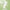 Green Tea Face Wash with Salicylic Acid